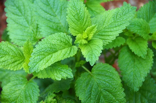 Planta de toronjil en jardín