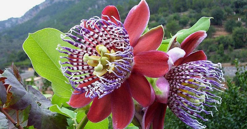 Flores de pasiflora